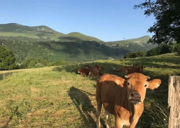 T3 2 Etoiles Avec Wifi, A 300m Des Thermes - Fr-1-608-255 Le Mont-Dore